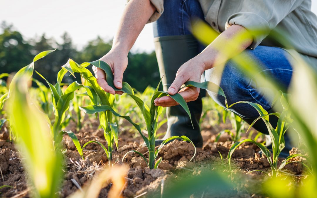 Farmer examining corn plant in field. Pandemic Assistance Revenue Program