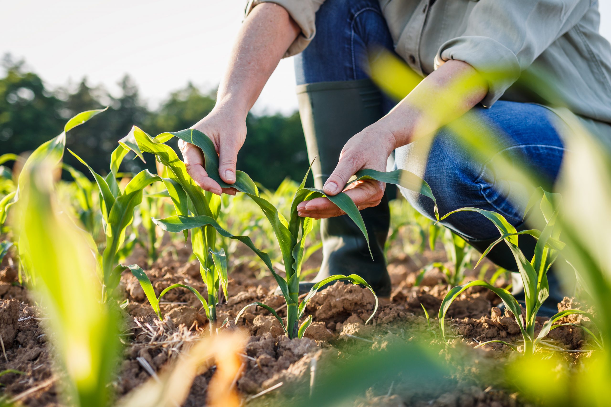 USDA Announces Pandemic Assistance Revenue Program For Farmers HBE