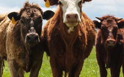 Breeding Stock vs. Livestock Inventory: Key Tax Differences